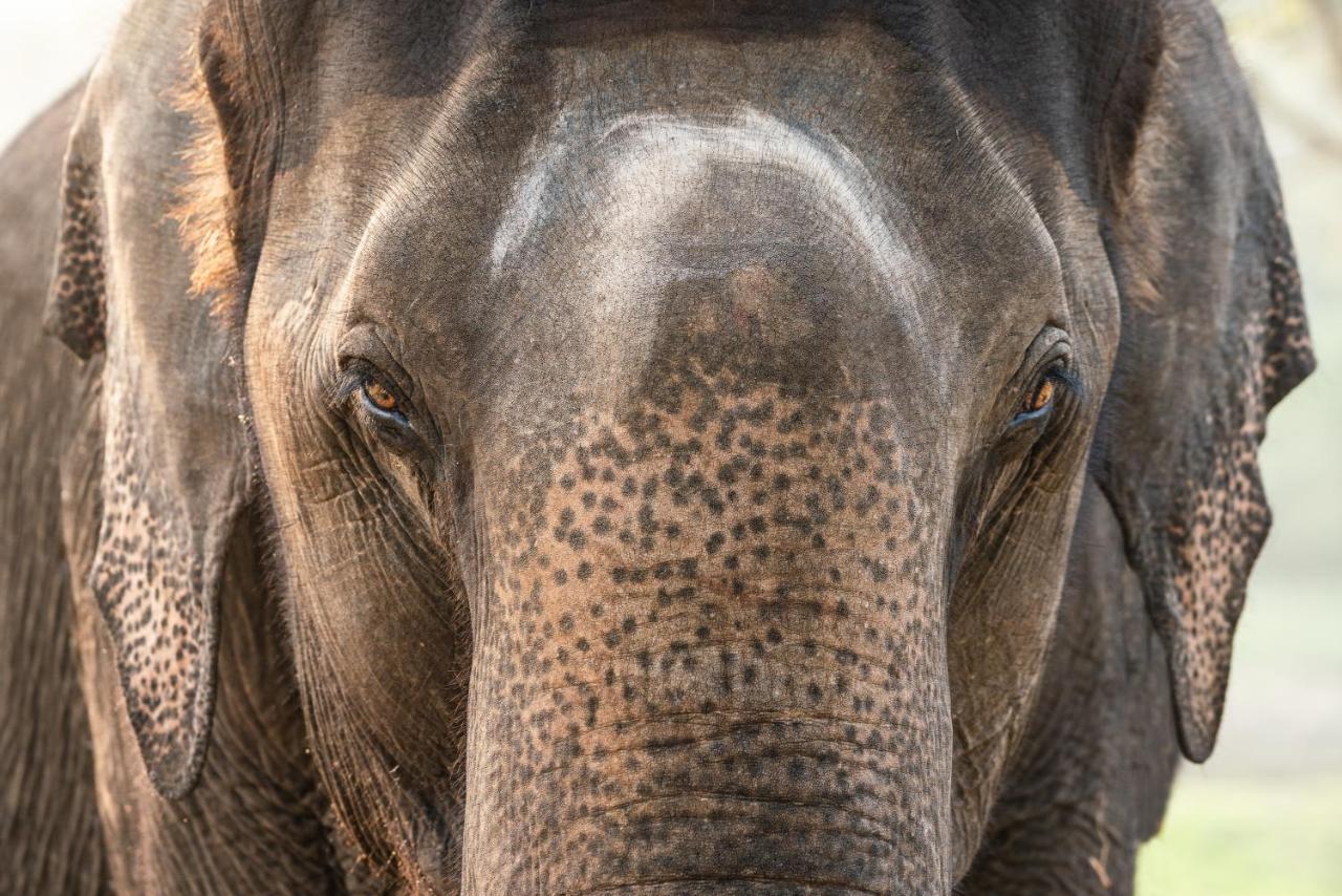 Kaav Safari Lodge, Kabini Begūr Zewnętrze zdjęcie