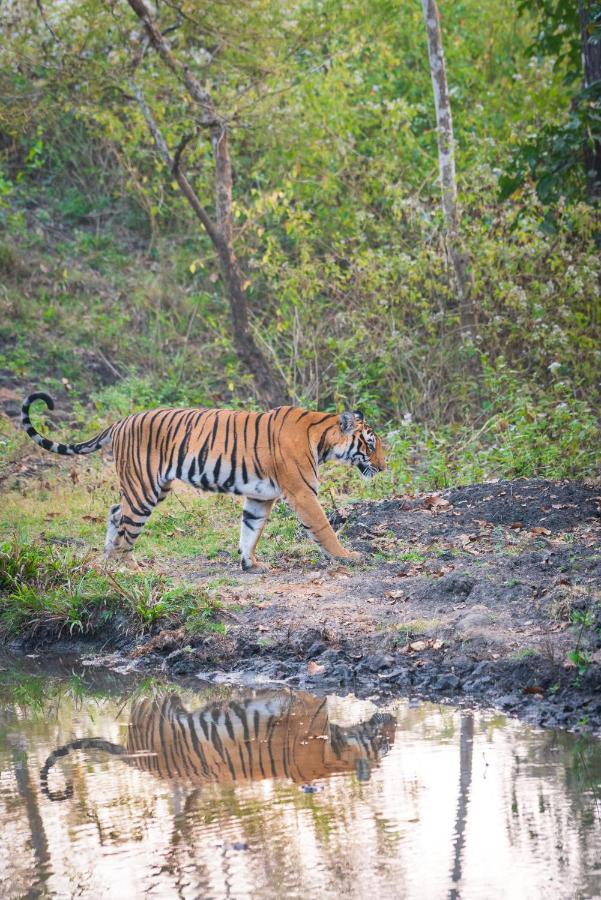 Kaav Safari Lodge, Kabini Begūr Zewnętrze zdjęcie
