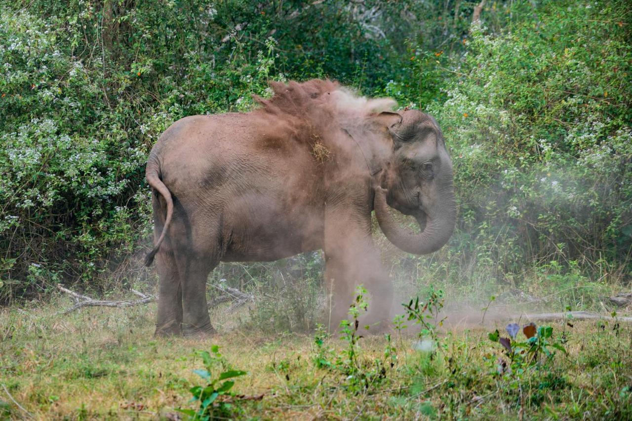 Kaav Safari Lodge, Kabini Begūr Zewnętrze zdjęcie